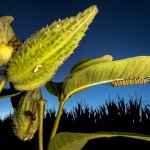 Bruco di farfalla monarca su una foglia di euforbia – foto di J. Rojo